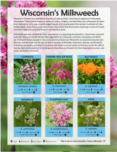 image of informational pdf about Wisconsin Milkweed plants and opens into a new tab as a downloadable pdf when clicked on