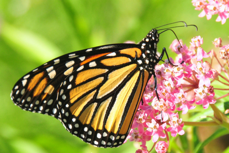 image of monarch butterfly up close feeding on some pink flowers