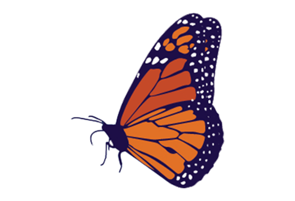 butterfly_illustration