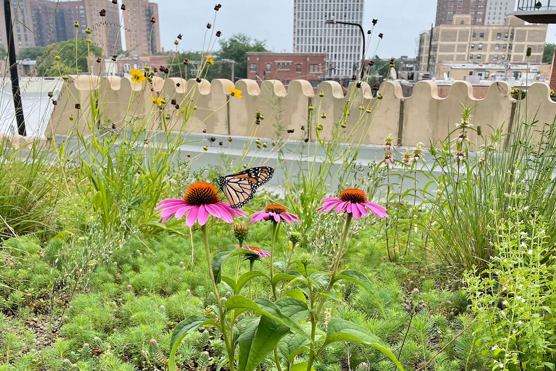 monarchs on flowers outside of an urban area goes to urban areas and greenspace working group page when clicked on