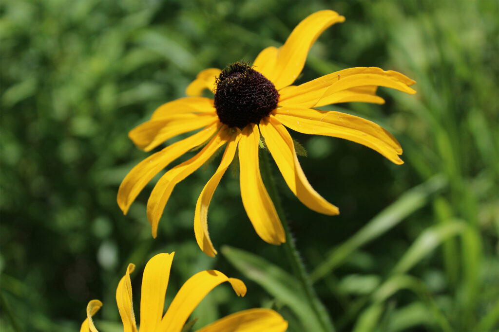 up close image of a black eyed susan flower