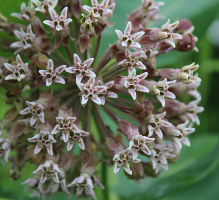 up close image of milkweed flower bloom with pink flowers
