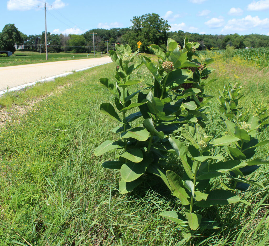 image of milkweed plant on the side of the road