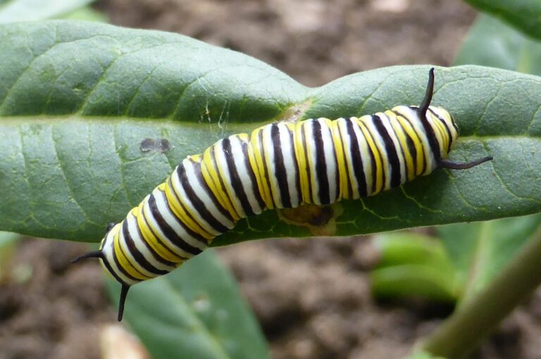 monarch caterpillar resting on a leaf goes to energy and transportation working group page when clicked on