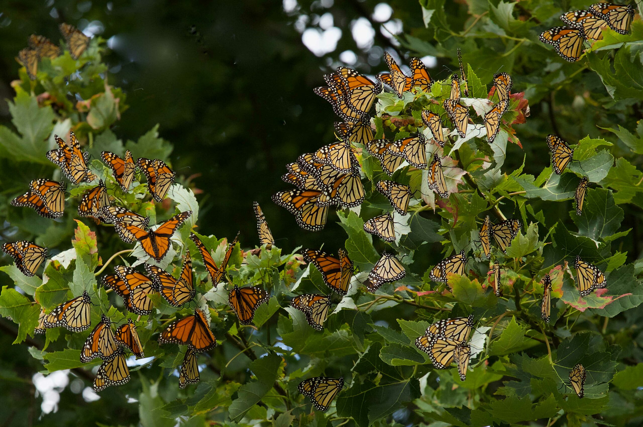 a monarch roost resting together on a tree branch of leaves goes to communications and outreach working group page when clicked on
