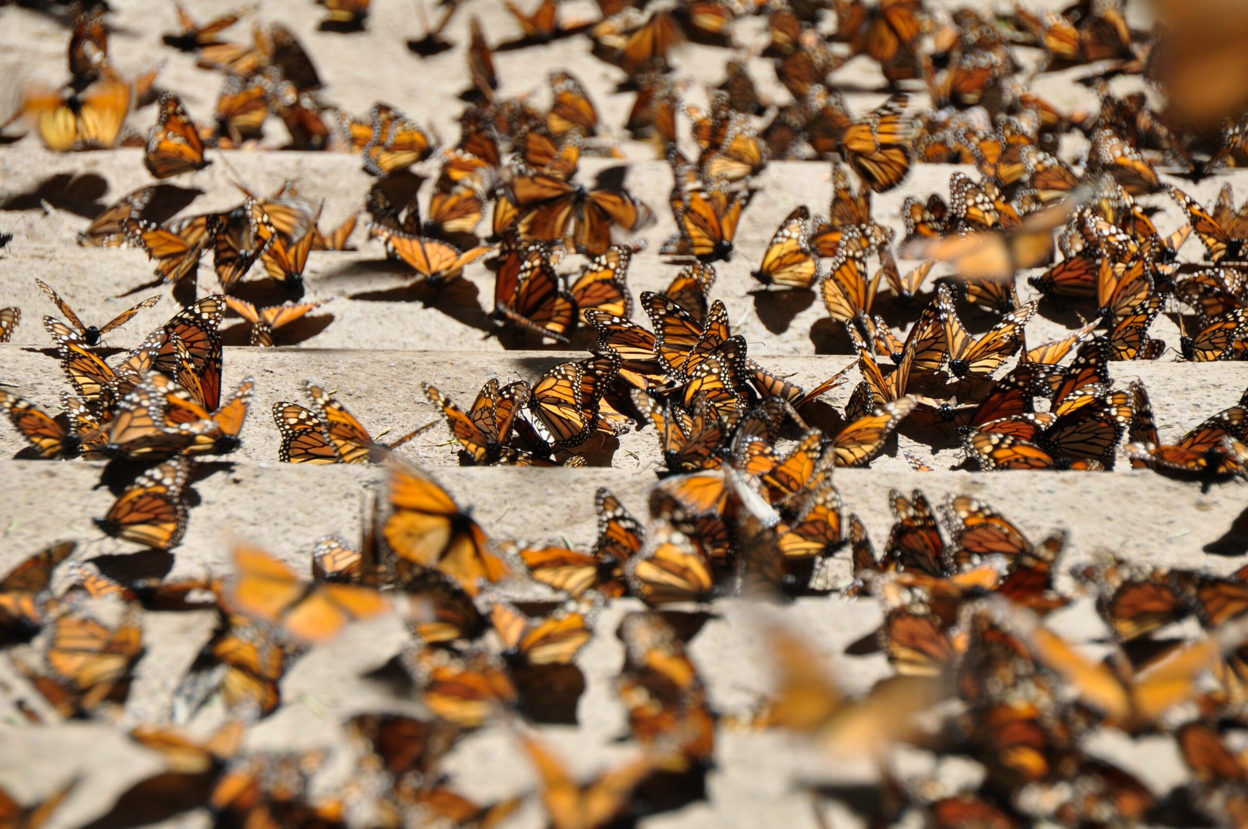 monarchs resting in the sun on sand goes to protected lands working group page when clicked on