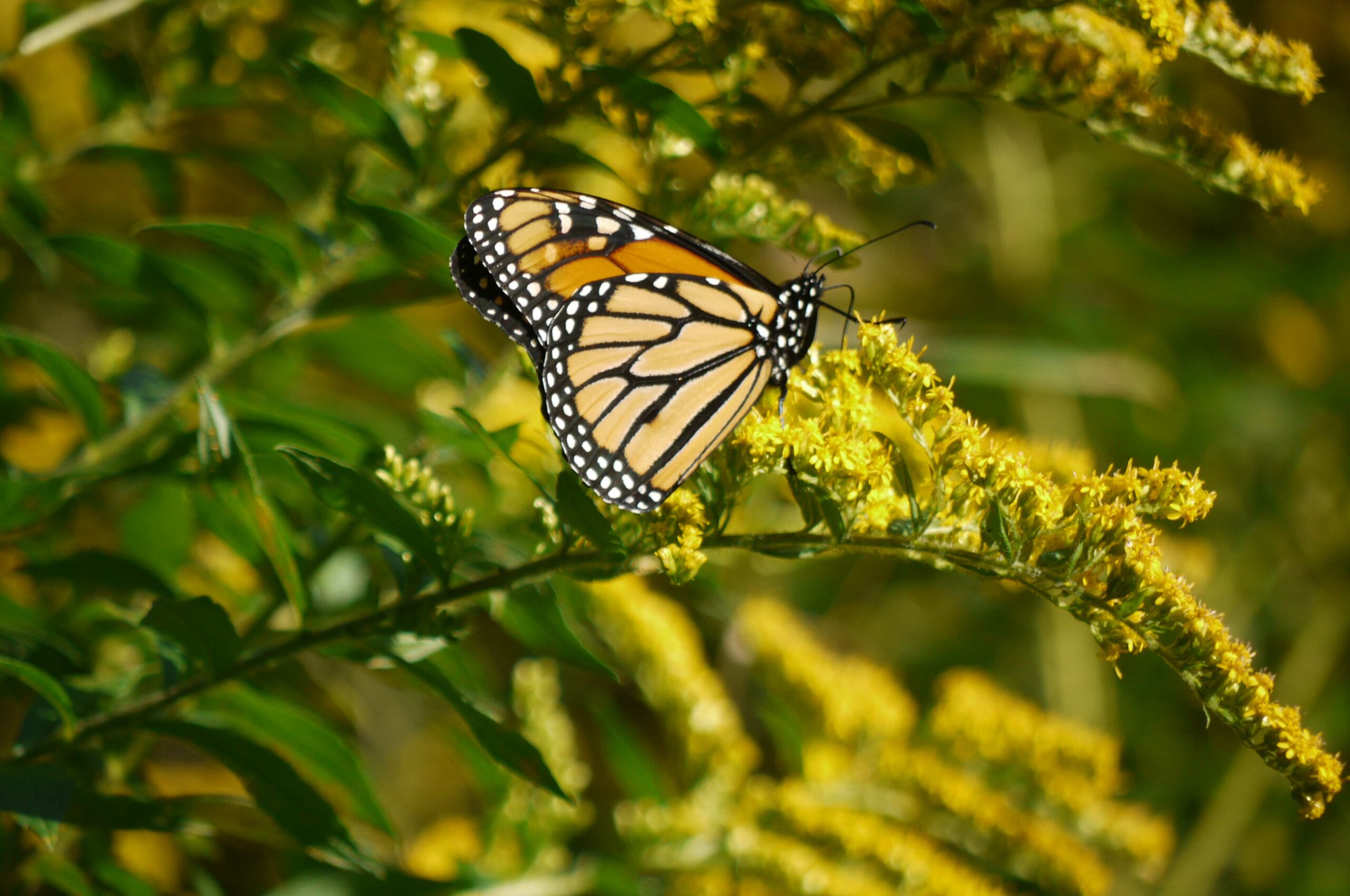 single monarch butterfly resting on a branch goes to research and monitoring working group page when clicked on